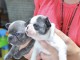 Chiots bouledogue français disponible 