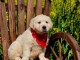 Chiots golden retriever mâle a donner 