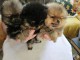 Chiots spitz nain Poméranie disponibles 