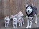 Dons chiot husky sibérien 