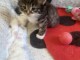 magnifique chatons norvegien a donner 