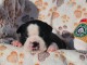 Dons chiot Boston terrier disponible 