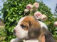chiot beagle disponible 