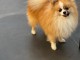 chiot spitz allemand race pure 