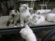 Maginfiques chatons disponibles