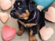 Adoption chiot rottweiler à donner 