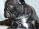 Magnifique chiot bouledogue français disponible 