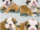 Chiots bulldog anglais lof à donner 