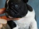 Chiots bouledogue français à donner 