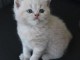 Chatons British Shorthair et Longhair LOOF disponibles