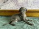 Chiots Petit Levrier Italien disponible à vendre 