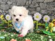 Chiots bichon frisé a donner 
