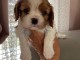 Je donne chiot cavalier king charle  