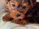 Dons chiot Yorkshire terrier a donner 