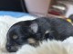 Dons chiot spitz nain disponible 