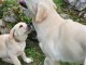 Dons chiot golden retriever mâle et femelle 