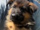Je donne chiot berger allemand lof 