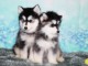 Je donne chiot pomsky disponible 
