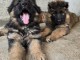 Chiots Berger Allemand à Poil Long