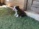Chiot Boston terrier mâle disponible 