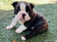 Dons chiot type boston terrier 