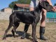 chiots dogue allemand disponible 
