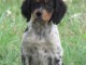 Magnifique chiot épagneul breton disponible 