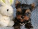 Bébé chiot Yorkshire femelle a donner 