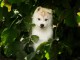 Bébé chiot husky sibérien mâle 