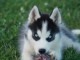 Magnifique chiot husky sibérien 