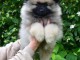 Magnifique chiot spitz allemand race pure 