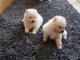 chiots spitz allemand race pure 