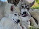 Adopter chiot husky sibérien 