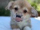 Chiots Welsh Corgi Pembroke femelle adorable 