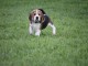 magnifique chiot beagle disponible 