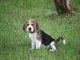 adorable chiot beagle disponible 