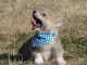 Chiots Welsh Corgi Pembroke à adopter 