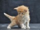 magnifique chatons maine coon à donner 