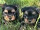 adoption chiot yorkshire terrier mâle et femelle 
