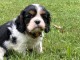 bébé chiot type cavalier king charle femelle a donner 