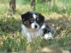 chiot berger australien lof mâle a donner 