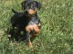 chiot pinscher nain à adopter 