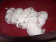 magnifique chiot bichon frisé 