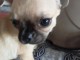 je donne chiot chihuahua femelle 