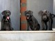 adorable chiot Cane corso femelle disponible 