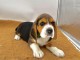 bébé chiot beagle disponible 