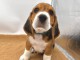Dons chiot beagle disponible mâle 