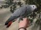 perroquet gris du Gabon mâle a donner 