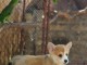 Welsh Corgi Pembroke chiots à vendre