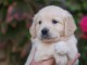 Chiot golden retriever 